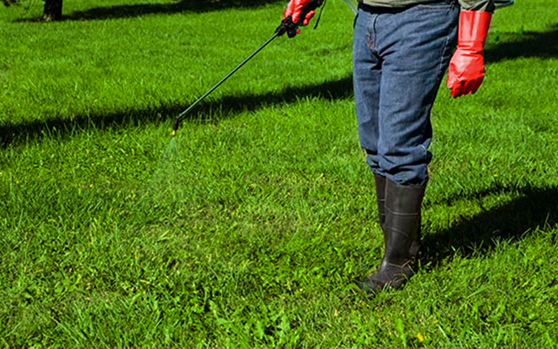 Lawn SMC Pest Management