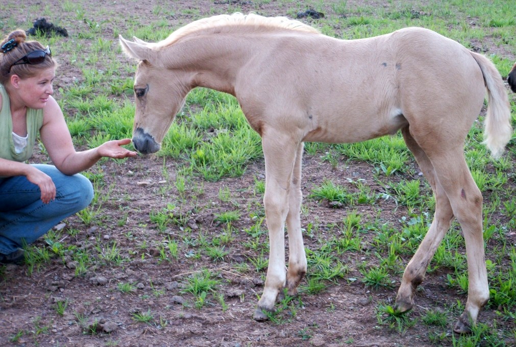 Quarter Horses for sale in Pennsylvania
