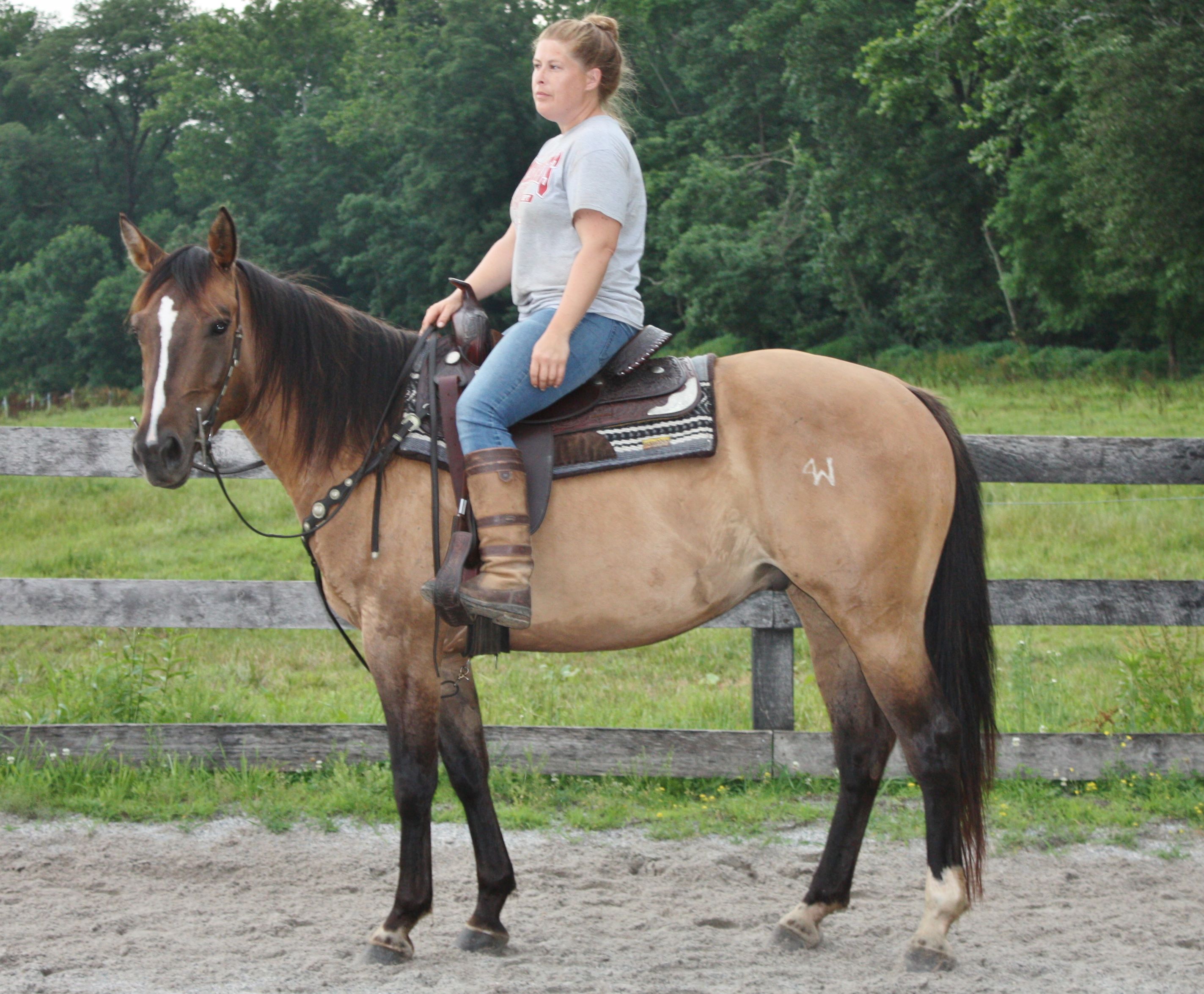 Quarter Horses for sale in Pennsylvania