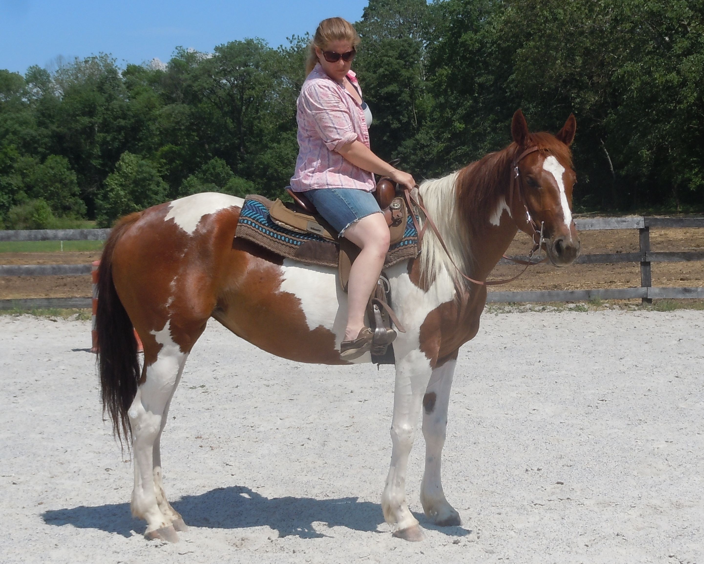 Riding horses for sale in Pennsylvania