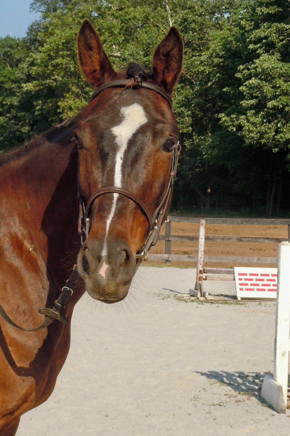 Rugged Lark bred Registered Appendix Quarter Horse for Sale