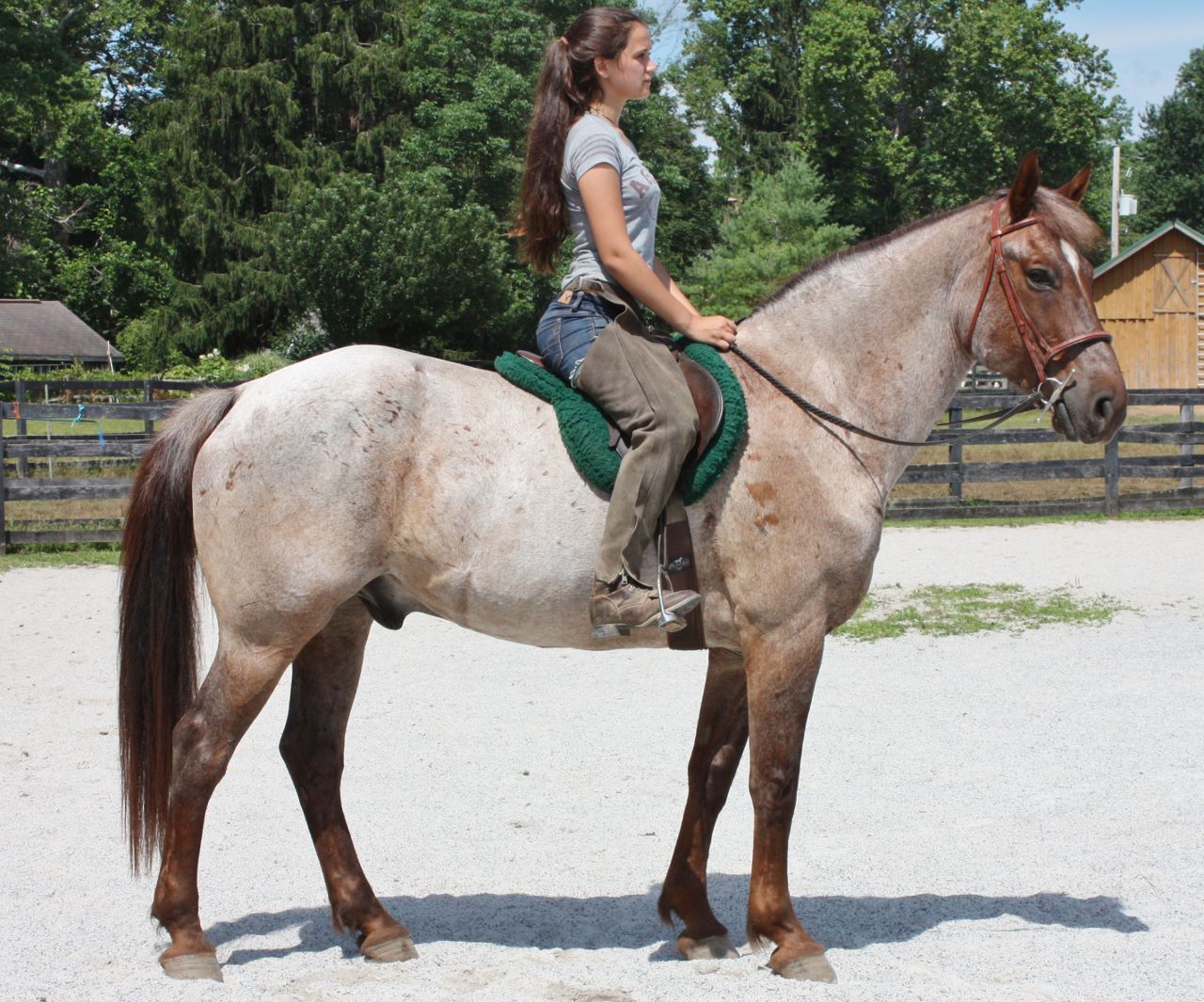 Riding horses for sale in Pennsylvania