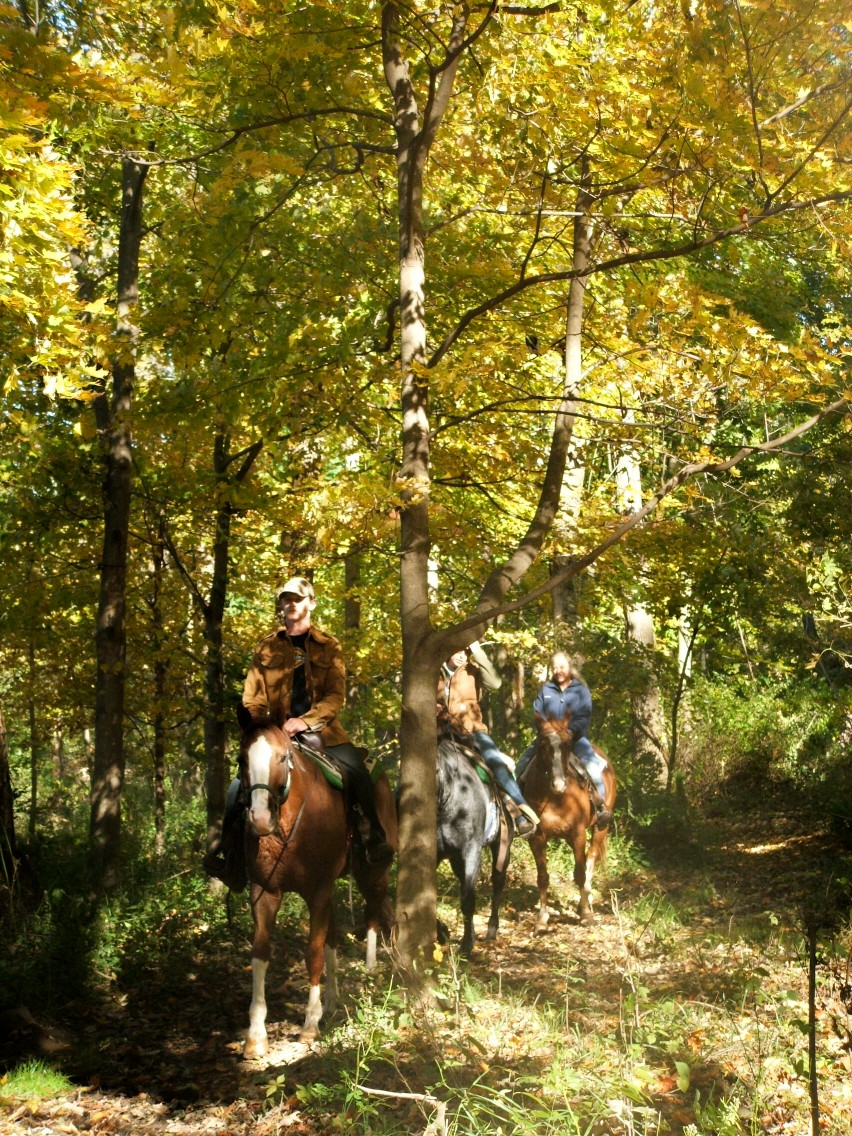 Sheeder Mill Farm Horses For Sale in Pennsylvania
