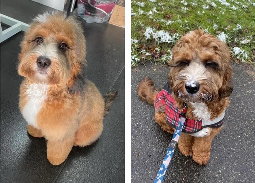 Dogs’ eyelashes Smile4pet