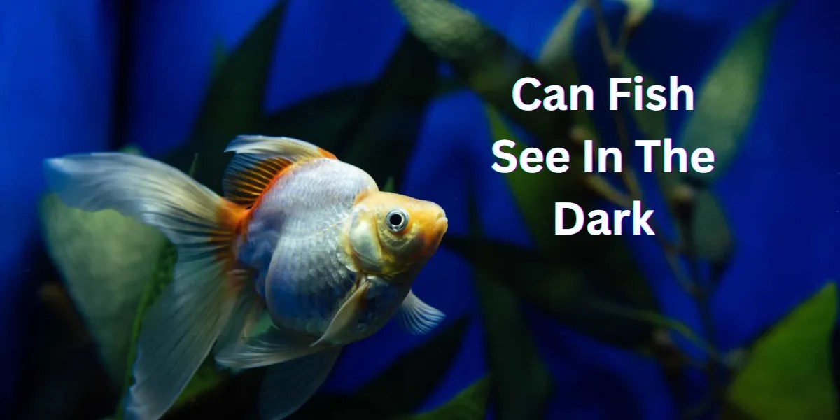 Can Fish See in the Dark? Exploring Aquatic Vision Abilities