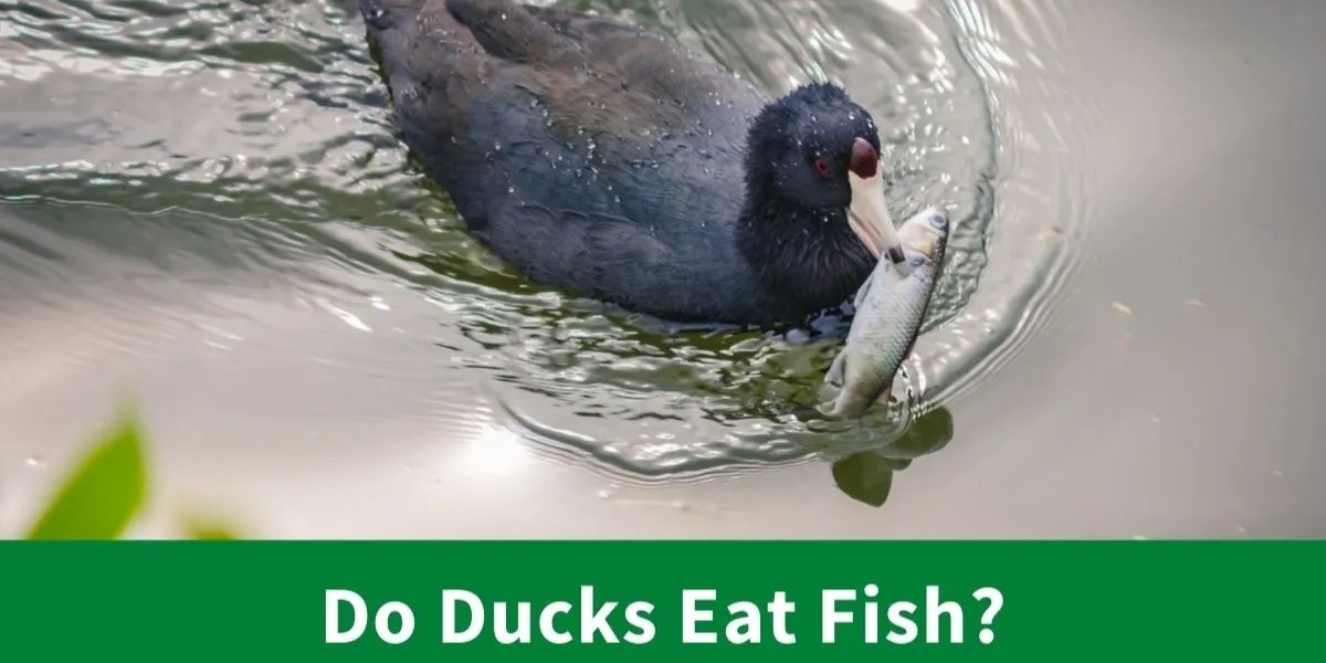 Do Ducks Eat Fish? Exploring the Diet Habits of Ducks