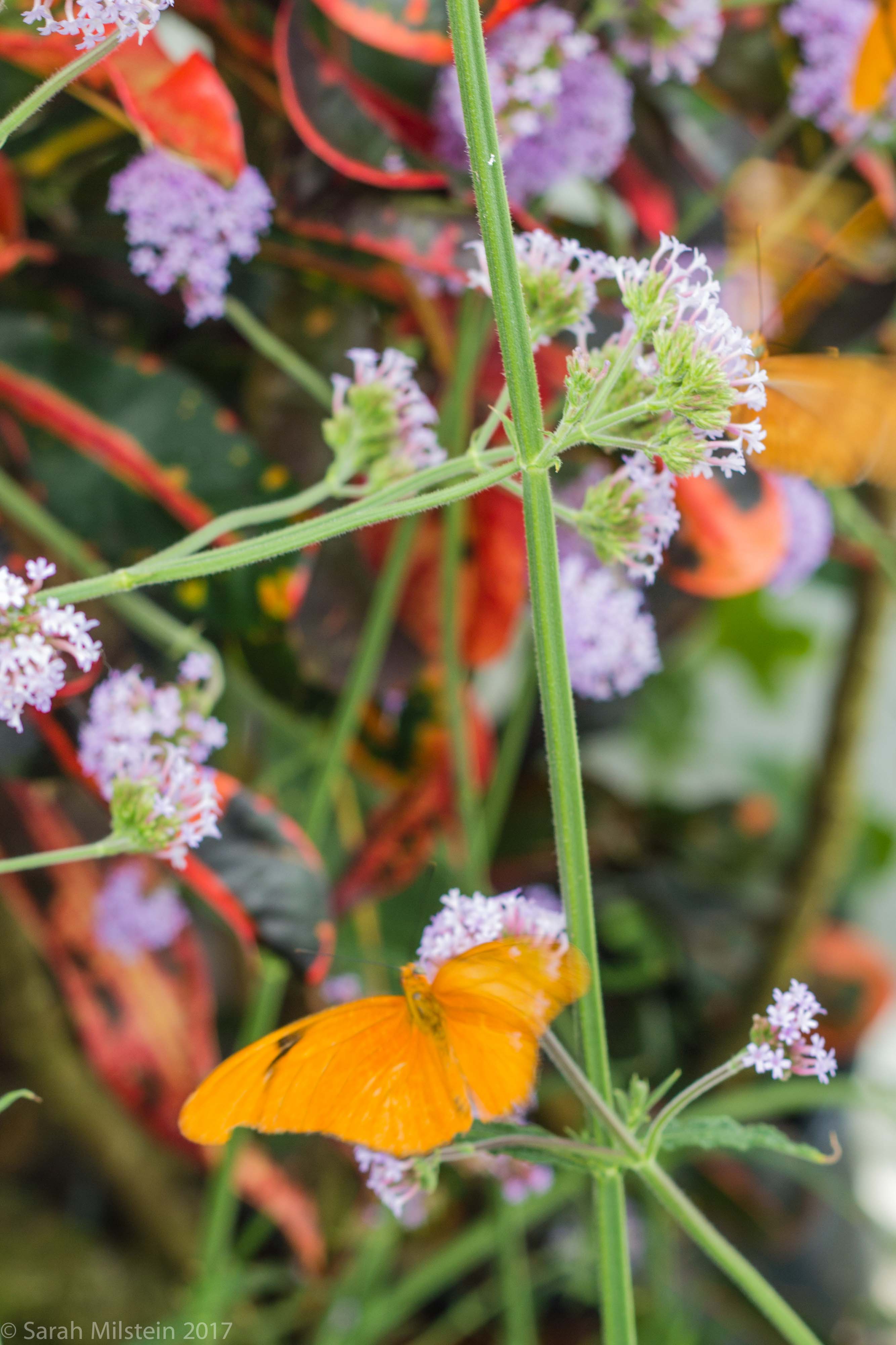 Conservatory of Flowers, San Francisco « Since a picture is worth a