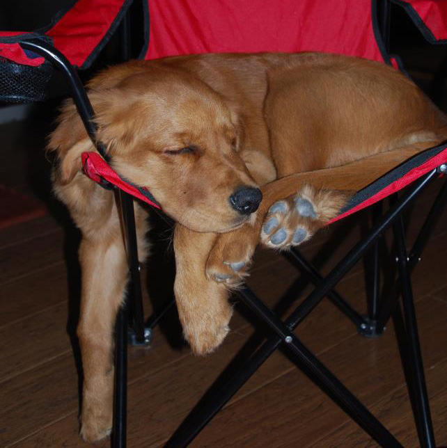 Animal veterinary clinic with pet care for dogs, cats