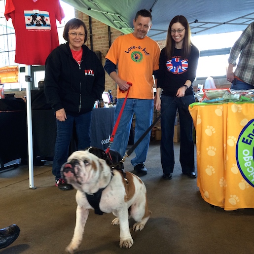 Animal veterinary clinic with pet care for dogs, cats