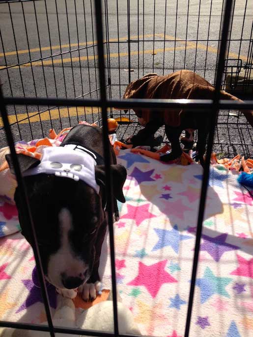 Animal veterinary clinic with pet care for dogs, cats