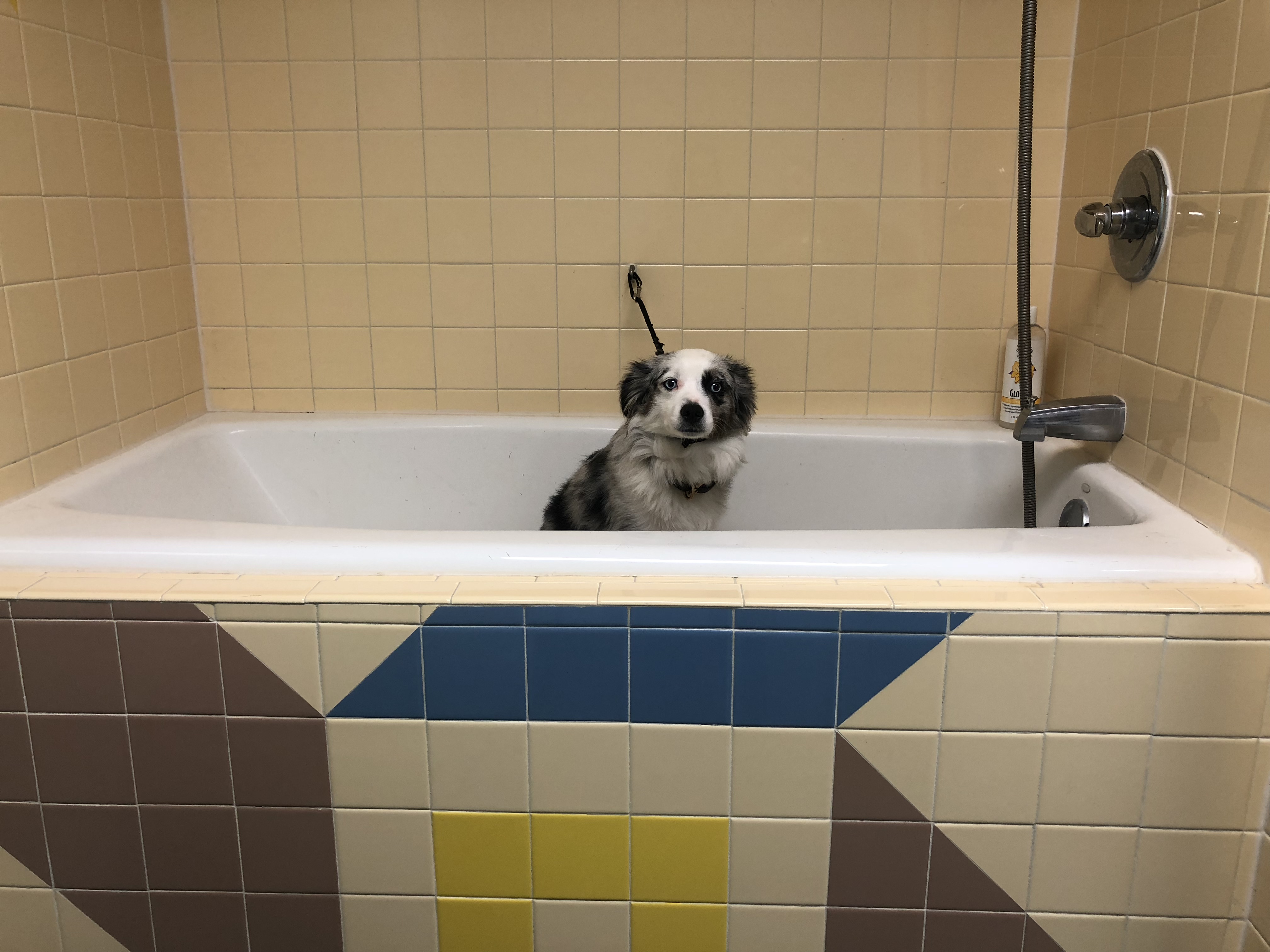 Bath and Pedicure Veterinarian in Smithfield, VA