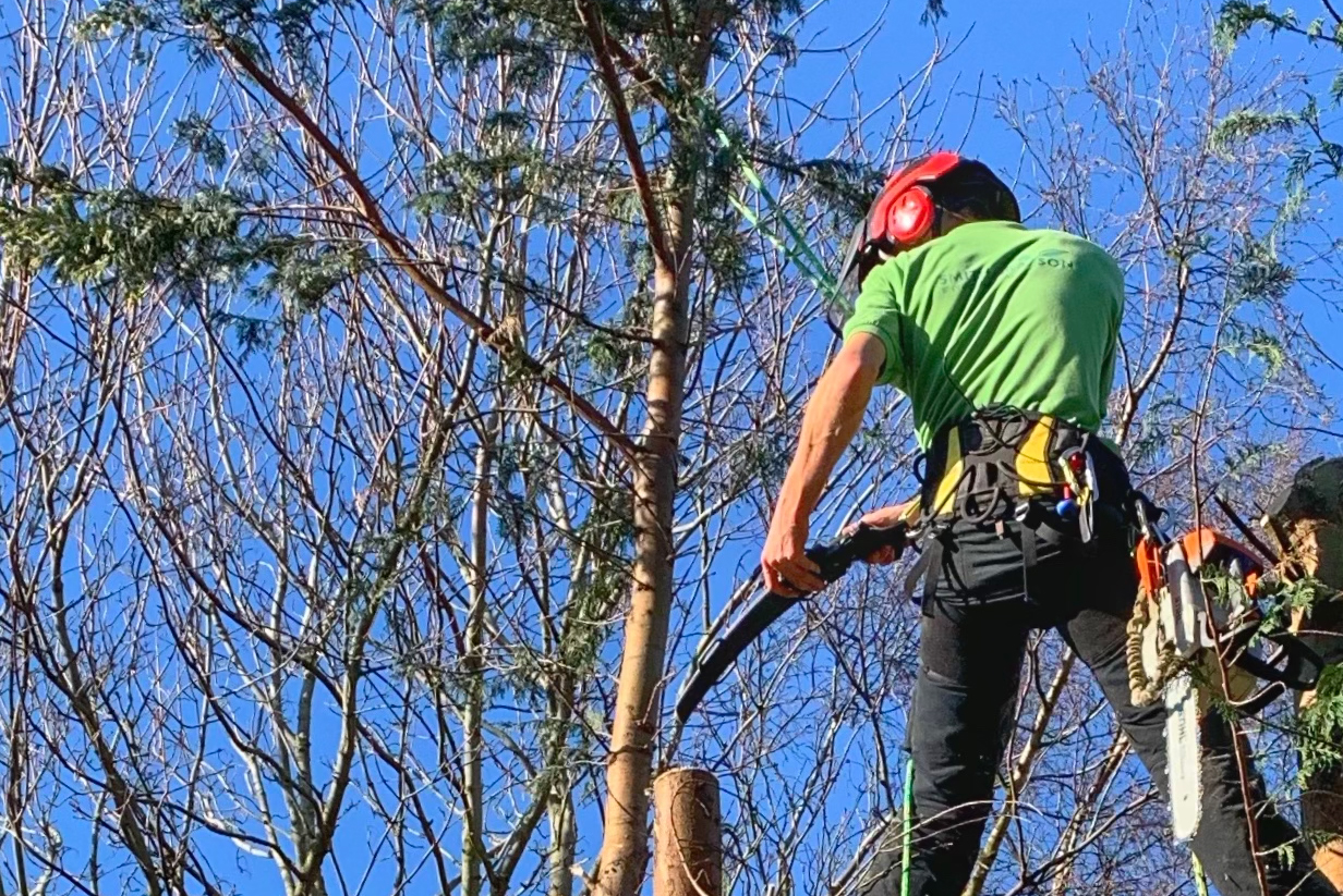Tree Surgery Smith Grayson Environmental