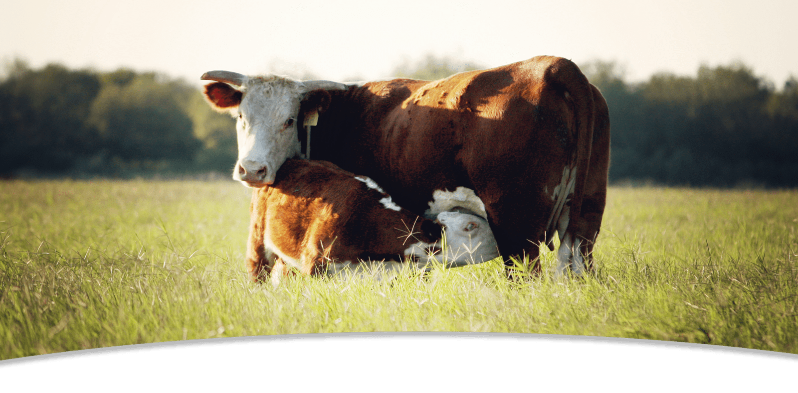 Home Smith Herefords Hereford Cattle in Texas
