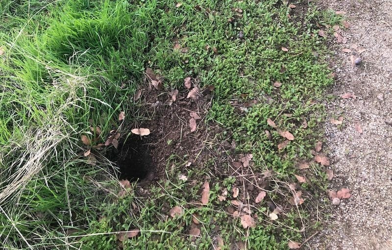 Can Squirrels Damage Your Yard at Jose blog