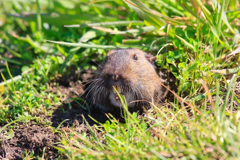 What Do Gophers Eat? A List of Their Favorite Foods
