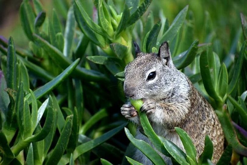 What Do Ground Squirrels Eat? Their 5 Favorite Foods Smith's Pest