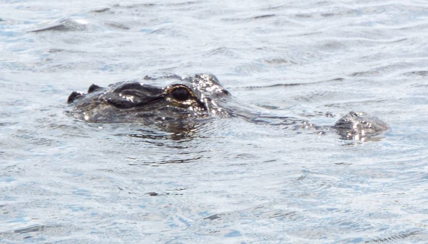 Officials Trying to Trap an Alligator Reported in St. Mary's County
