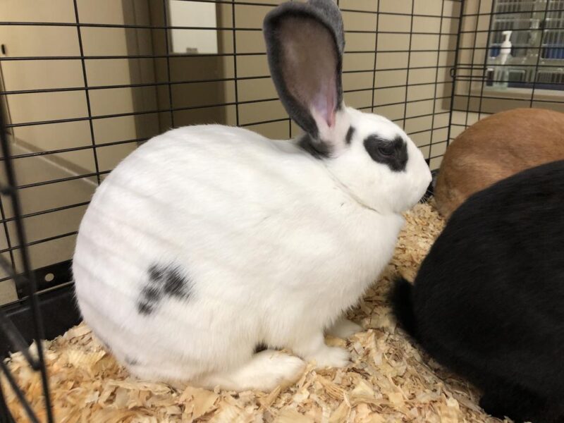 Linda L. Kelley Animal Shelter Waives Adoption Fees During the Clear
