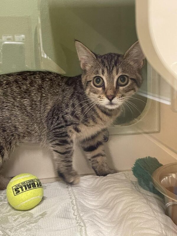 Linda L. Kelley Animal Shelter Waives Adoption Fees During the Clear