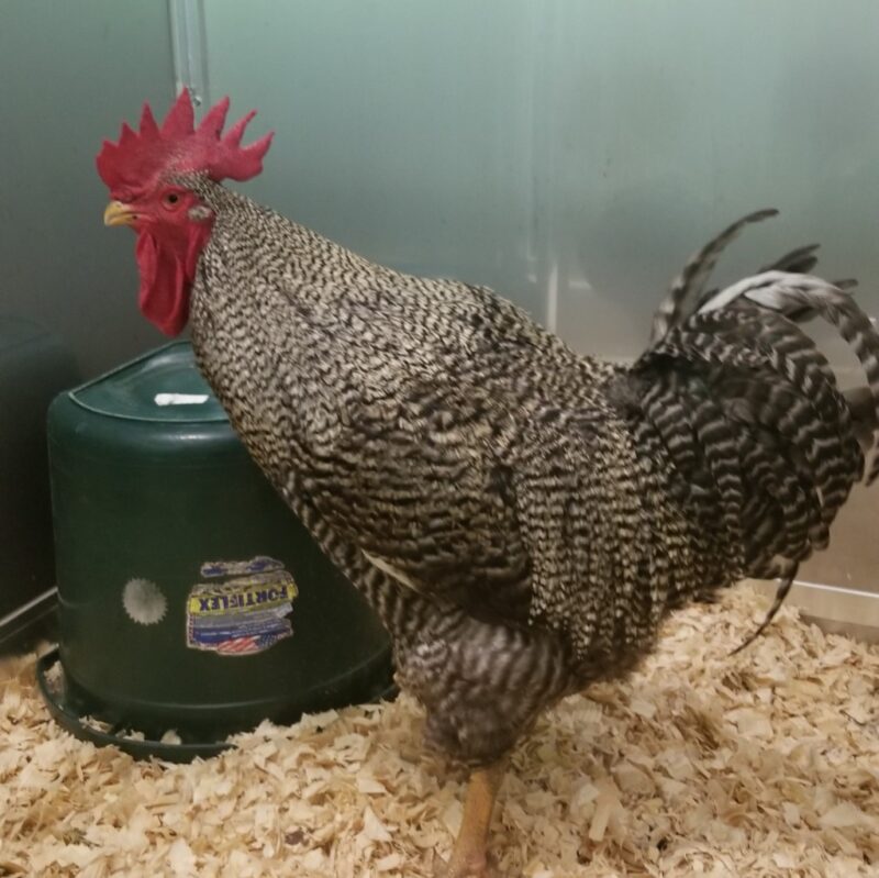 Linda L. Kelley Animal Shelter Waives Adoption Fees During the Clear