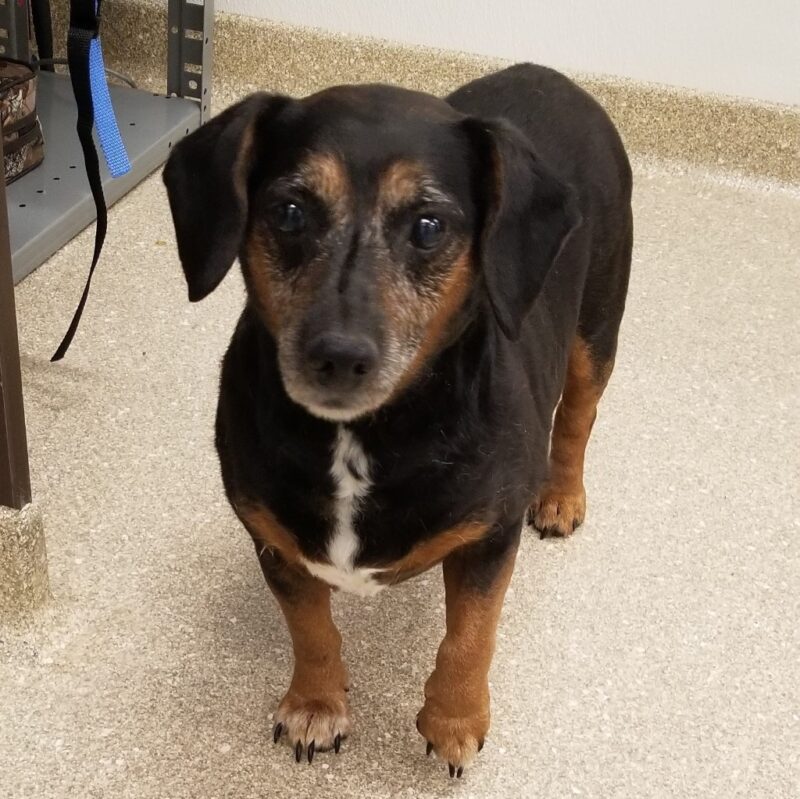 Linda L. Kelley Animal Shelter Waives Adoption Fees During the Clear