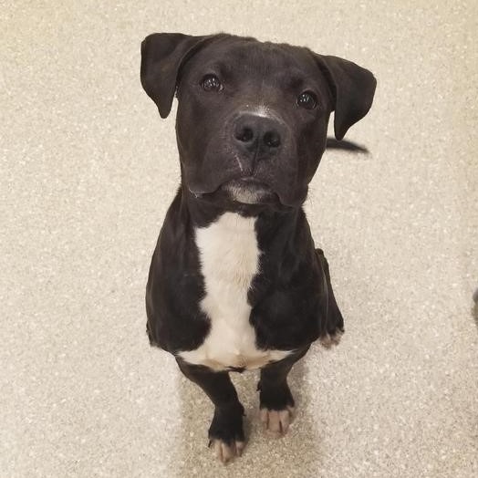 Linda L. Kelley Animal Shelter Waives Adoption Fees During the Clear