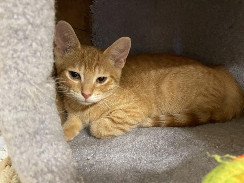 Linda L. Kelley Animal Shelter Waives Adoption Fees During the Clear