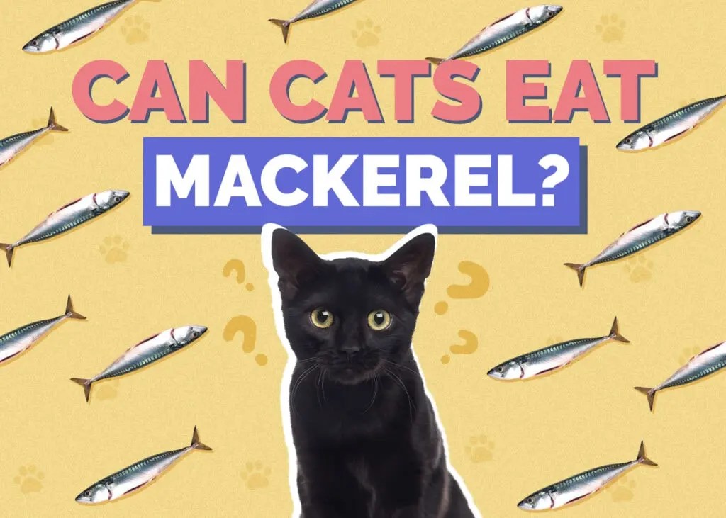 Can Cats Eat Smoked Mackerel? Benefits, Risks, And Considerations Smokedbyewe