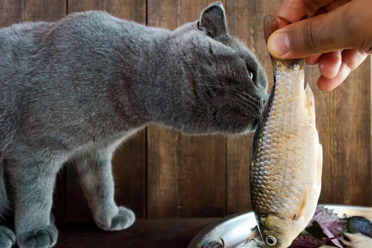 Can Cats Eat Smoked Mackerel? Benefits, Risks, And Considerations Smokedbyewe