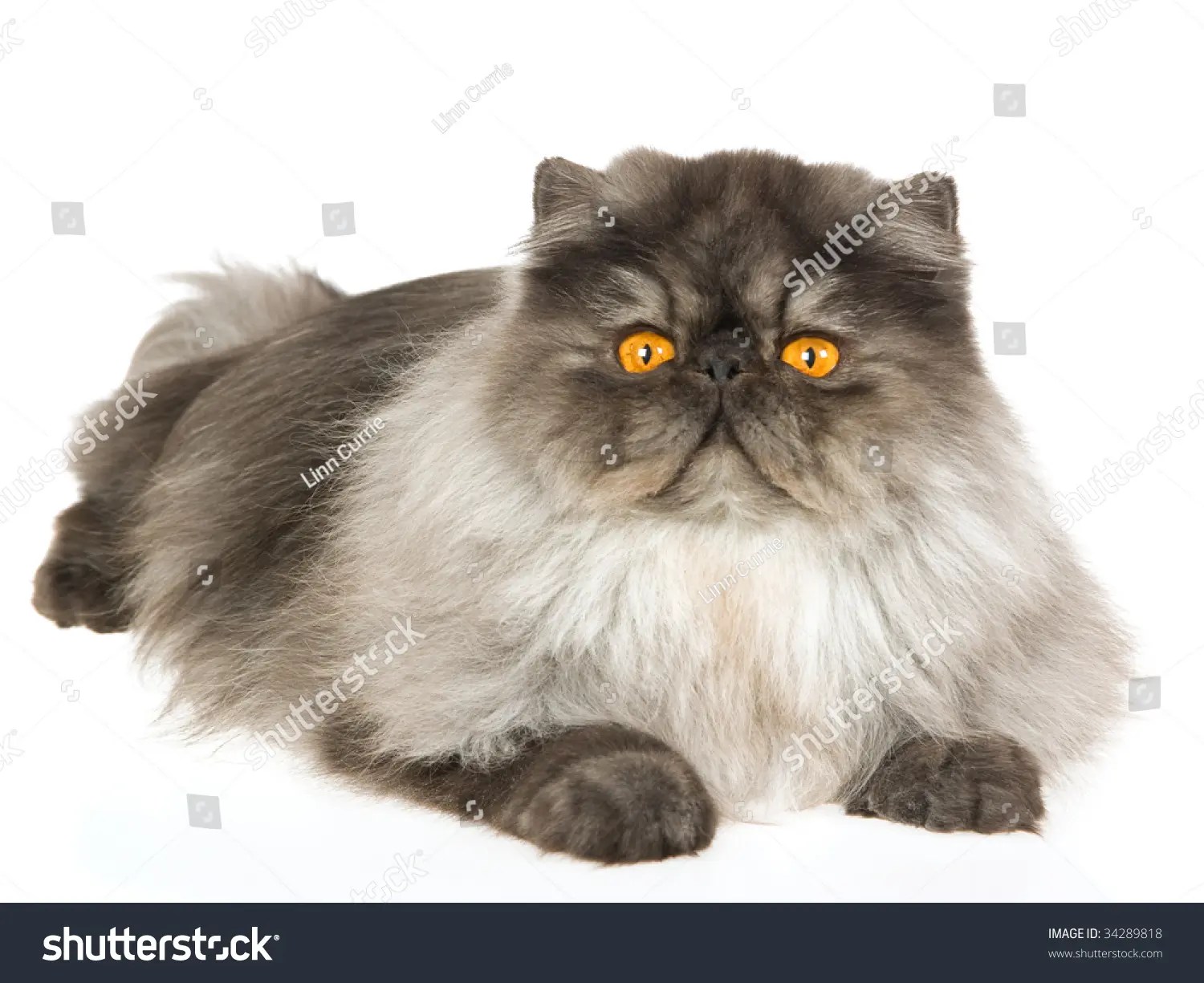 Smoked Persian Cat The Rarest And Most Expensive Persian Color