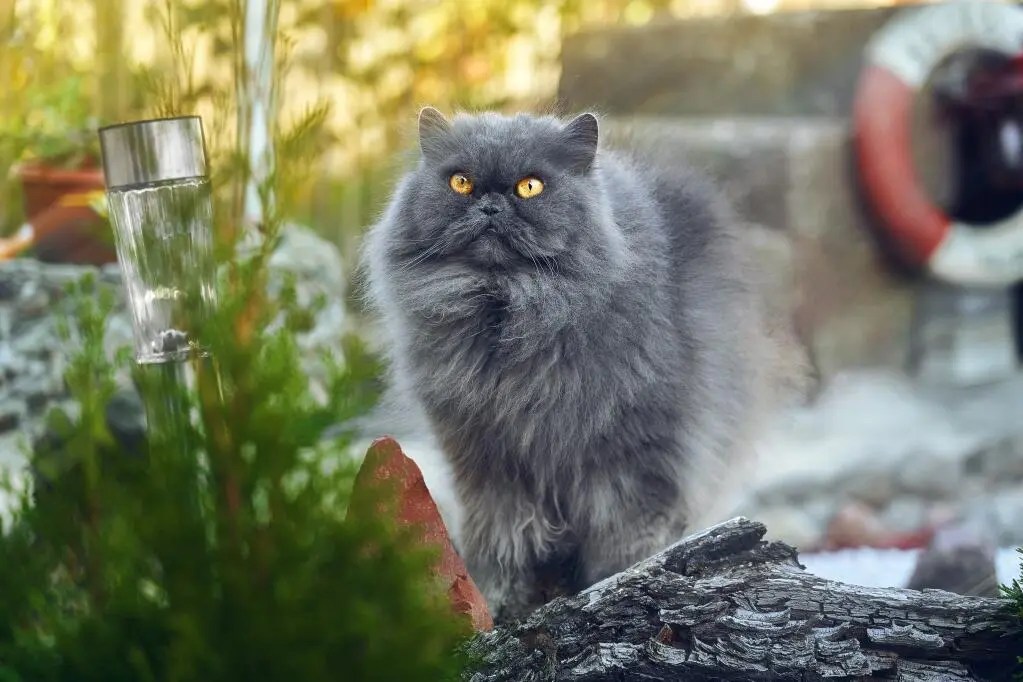 Smoked Persian Cat The Rarest And Most Expensive Persian Color