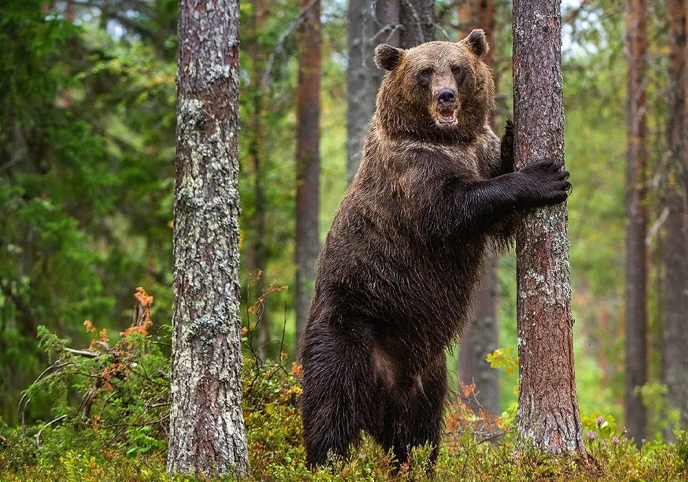 Bear Spiritual Meaning Symbolism and Cultural Significance