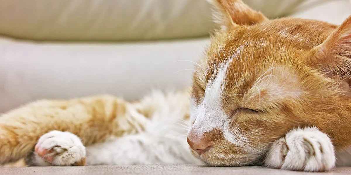 How Long Can Cats Live With Kidney Disease?