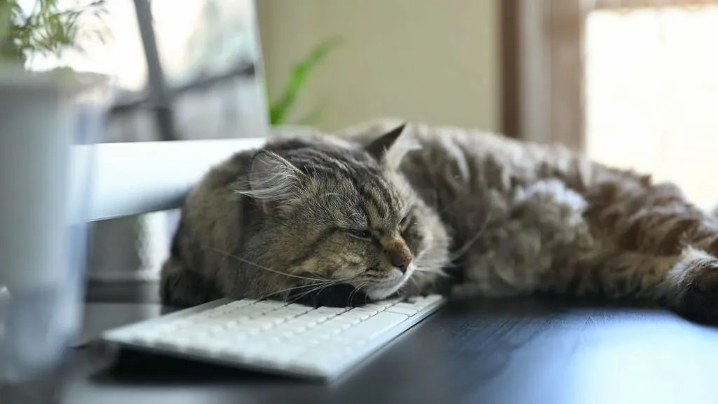 How Long Do Cats Live for in Cat Years