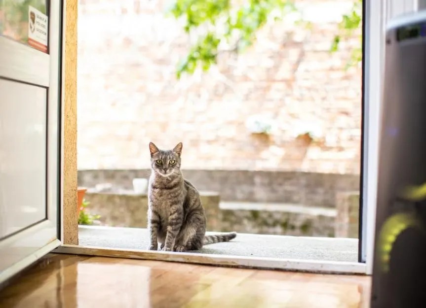Why Does My Cat Want to Go Outside?