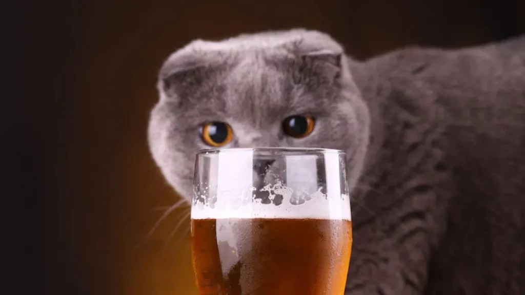 Cats Drinking Beer Can Cats Drink Beer