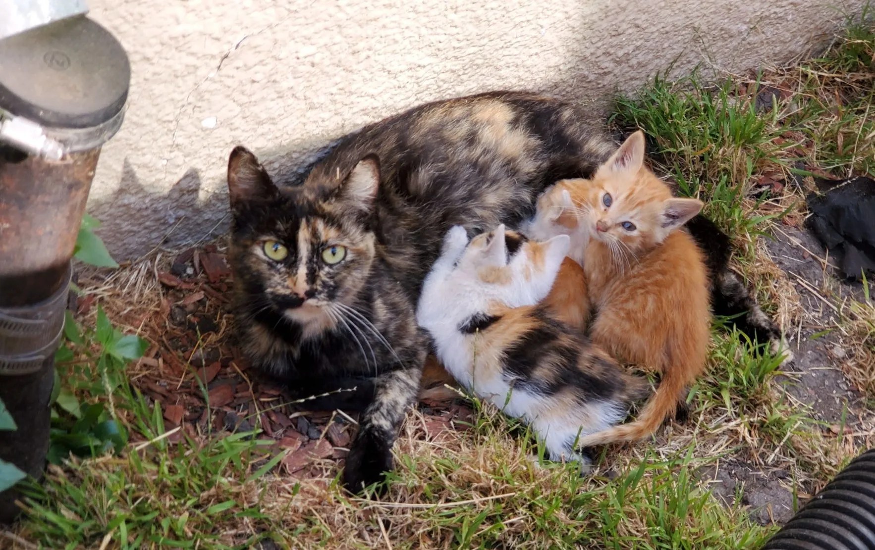 What to Do if You Find a Stray Kitten?