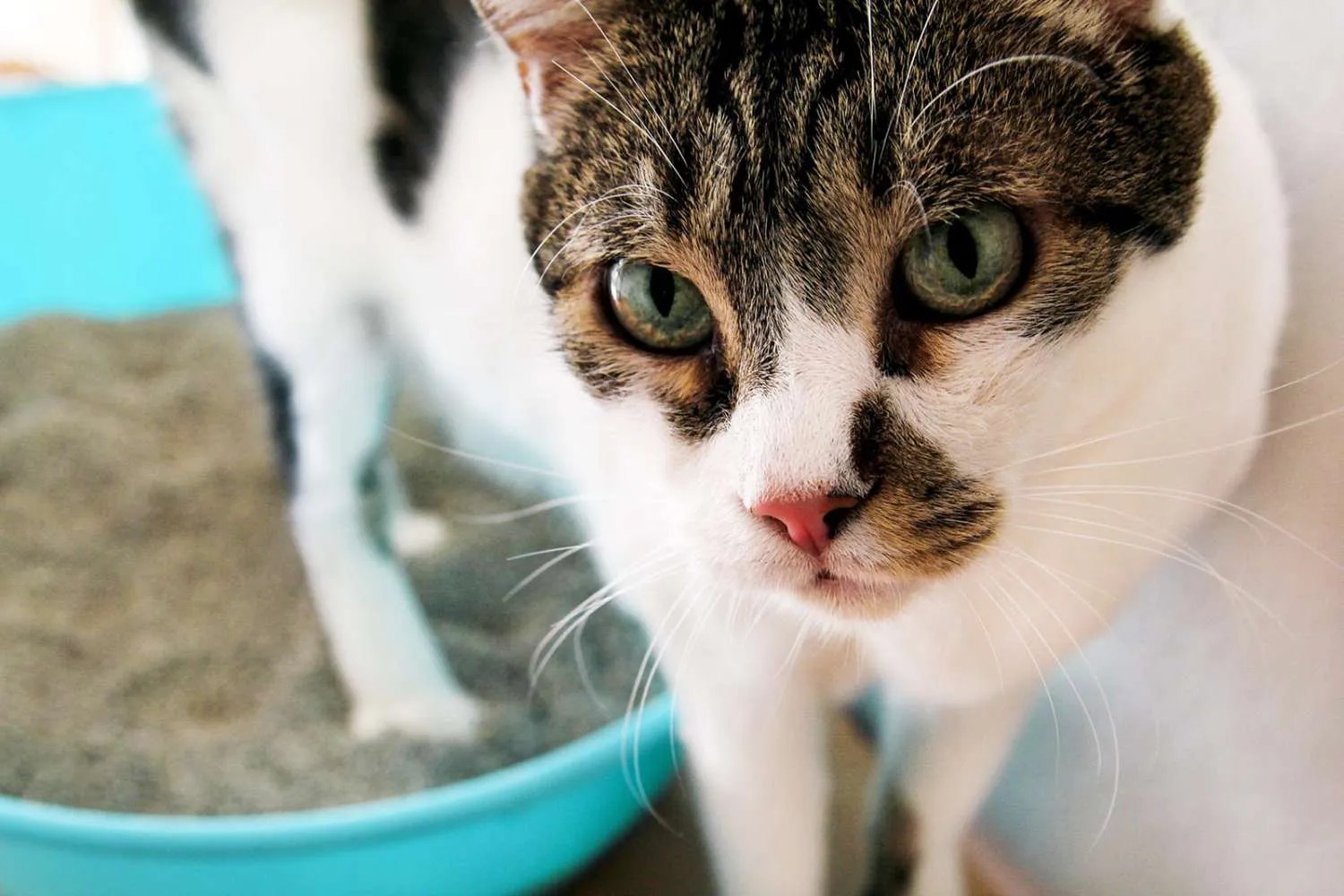 8 Ways to Treat UTI in Cats For Male and Female Cats