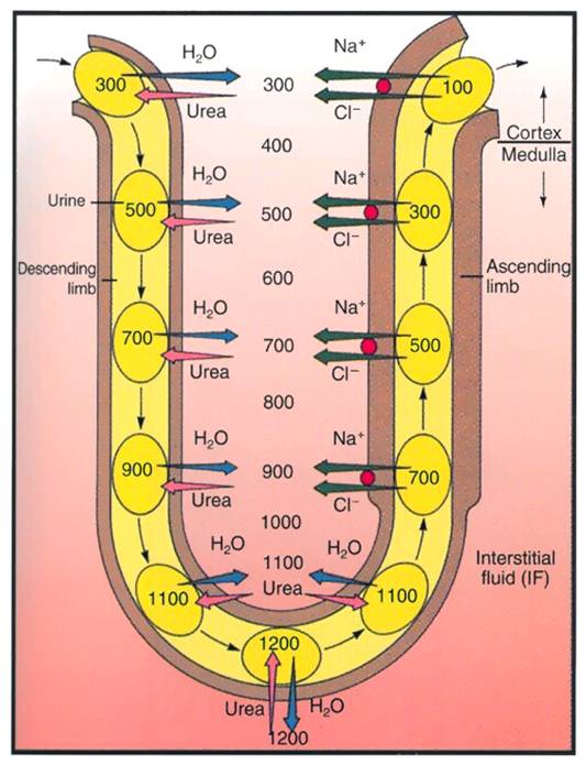 multipliermechanism Images Frompo 1