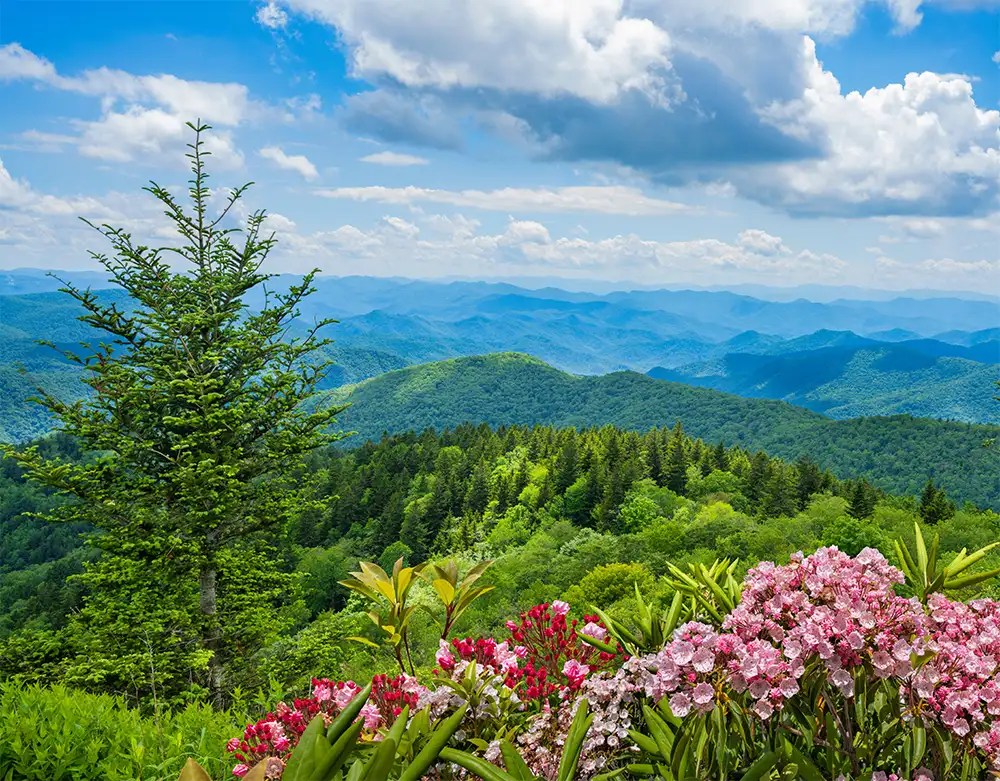 Springtime in the Smokies Unveiling the Smoky Mountains' Hidden Gems