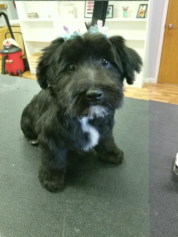 Dog Grooming Gallery Indiana Smoochie Pooch Gallery