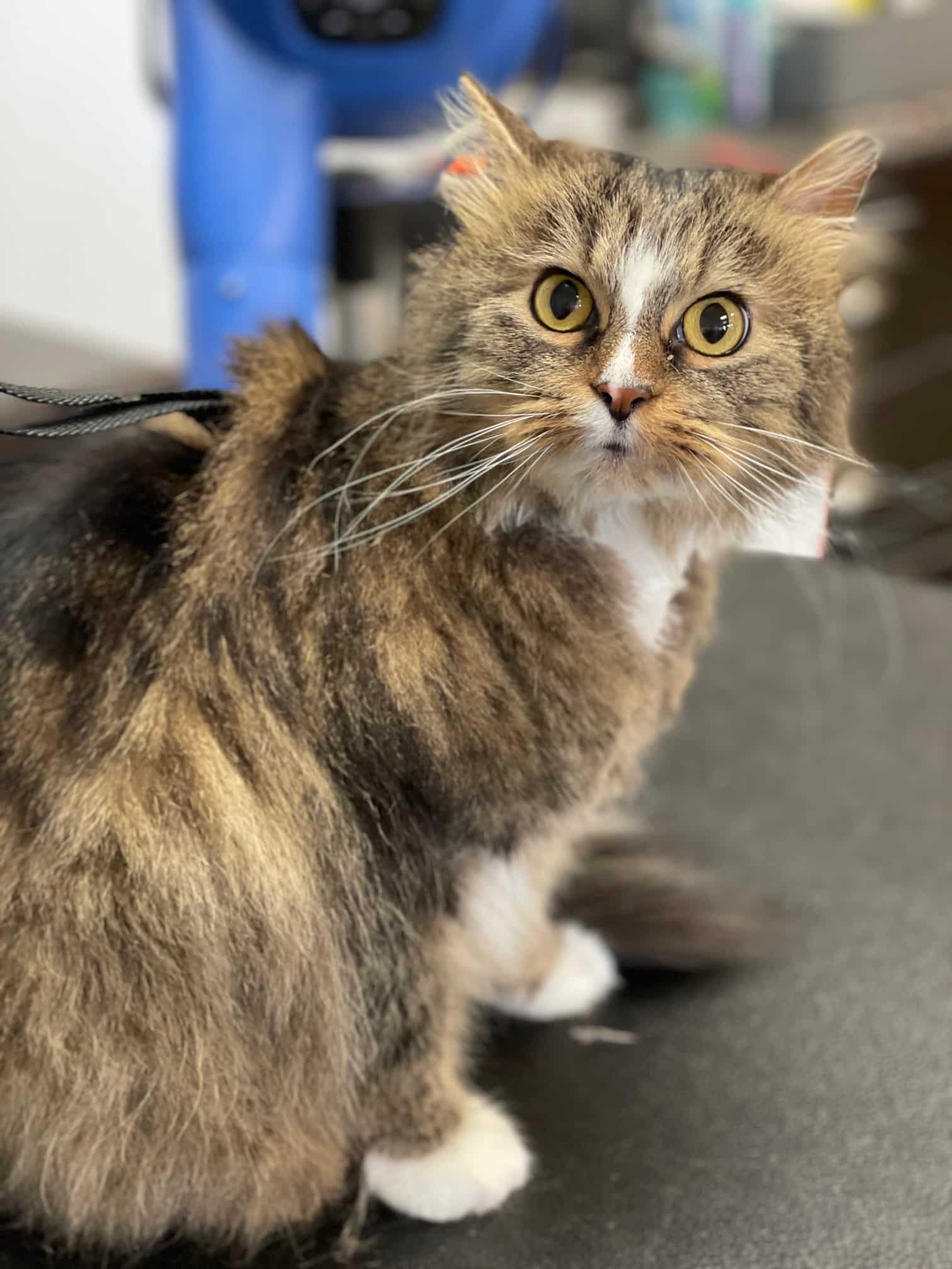 Cat Grooming Cat Groomer Near Me