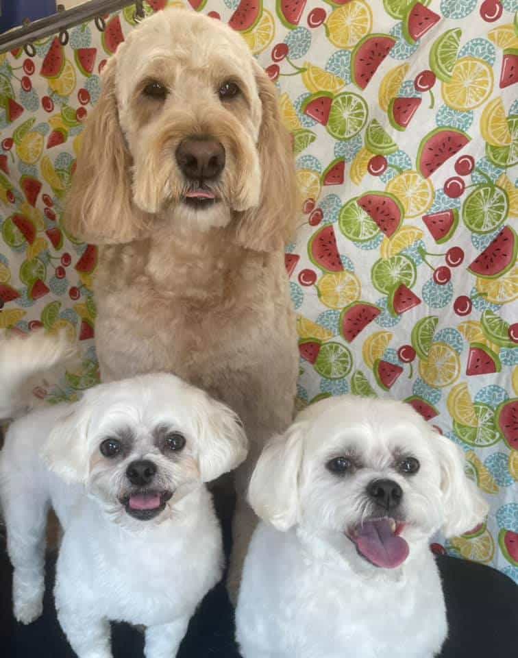 Dog Grooming Services Valparaiso Dog Groomer Valparaiso In Dog