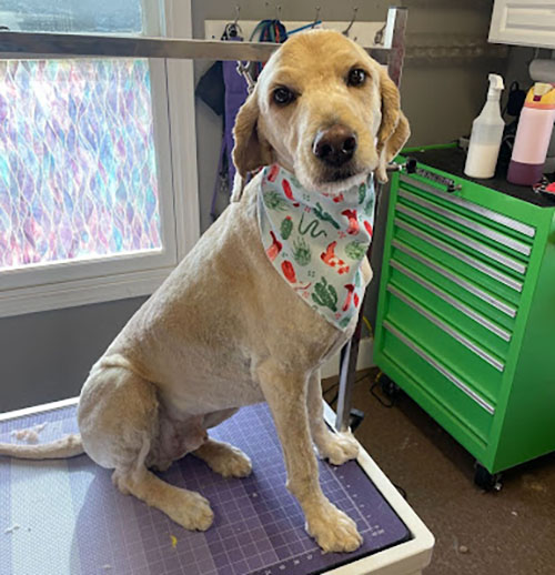 Keeping Your Doodle Fabulous Essential Tips for Pet Owners