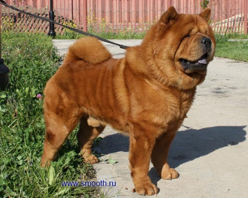 CHOWCHOW SMOOTH Kennel LOVE STORY
