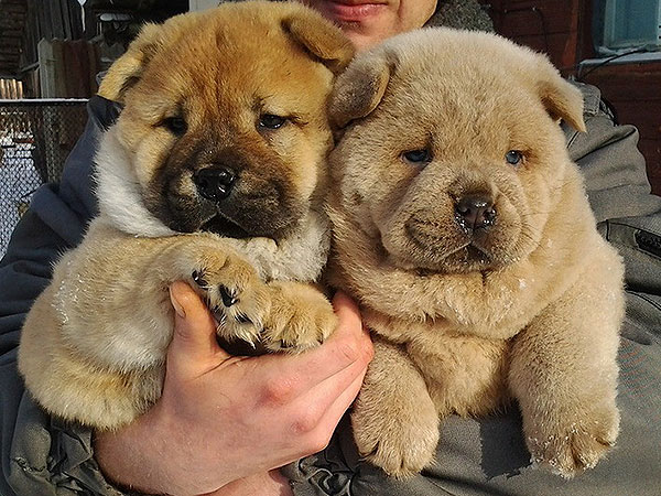 Puppies of CHOWCHOW SMOOTH Kennel LOVE STORY.