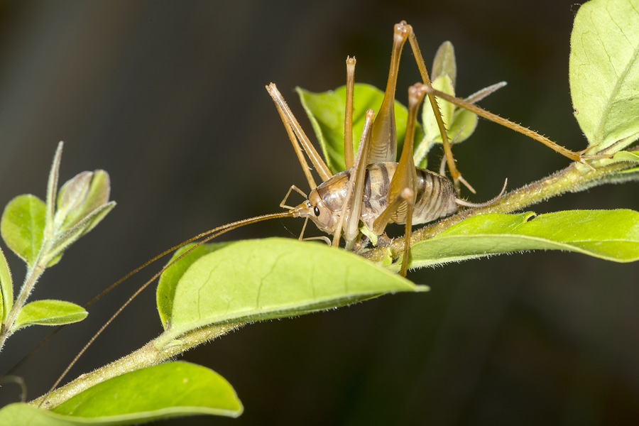 Camel Cricket How to Identify & Control Camel Crickets