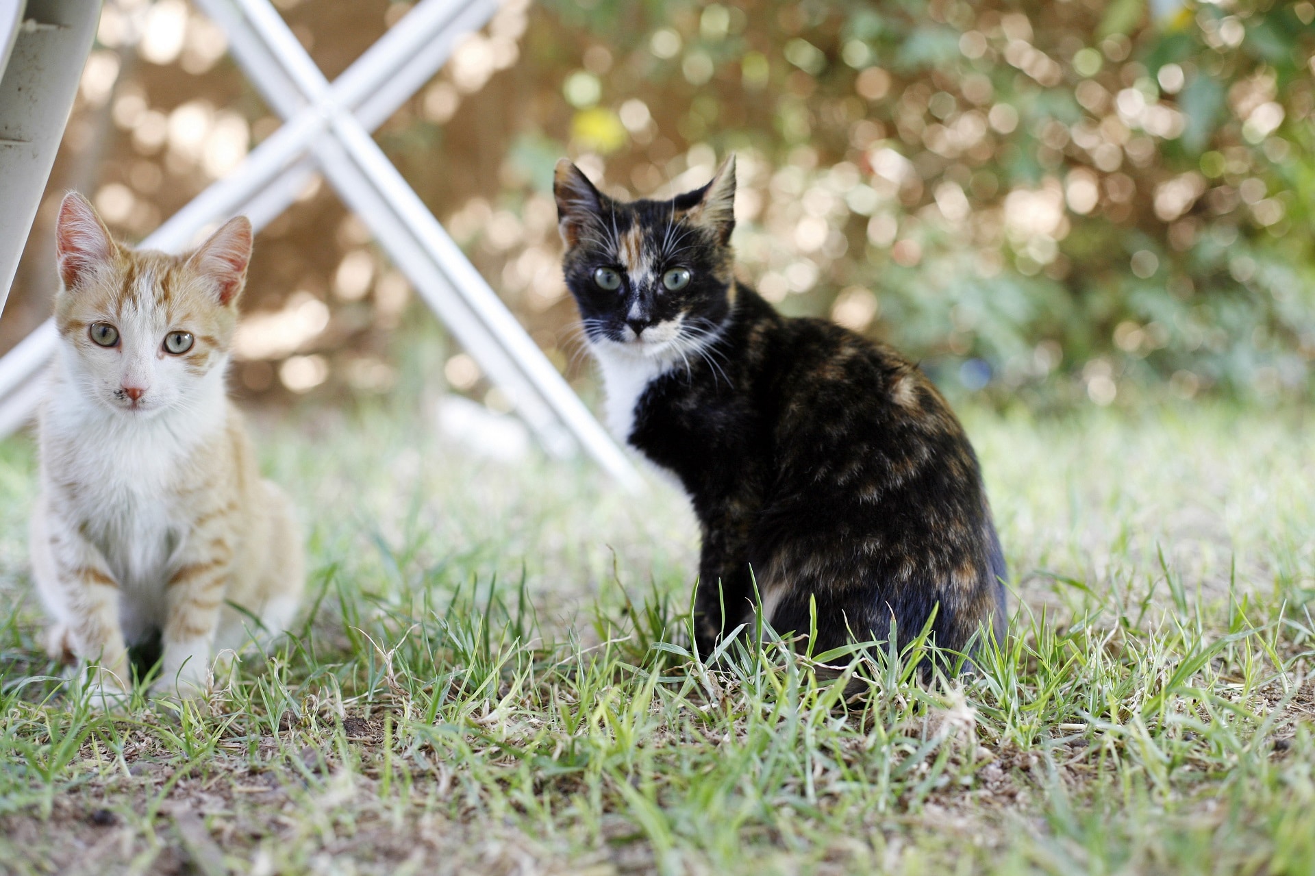 Camel Cricket How to Identify & Control Camel Crickets
