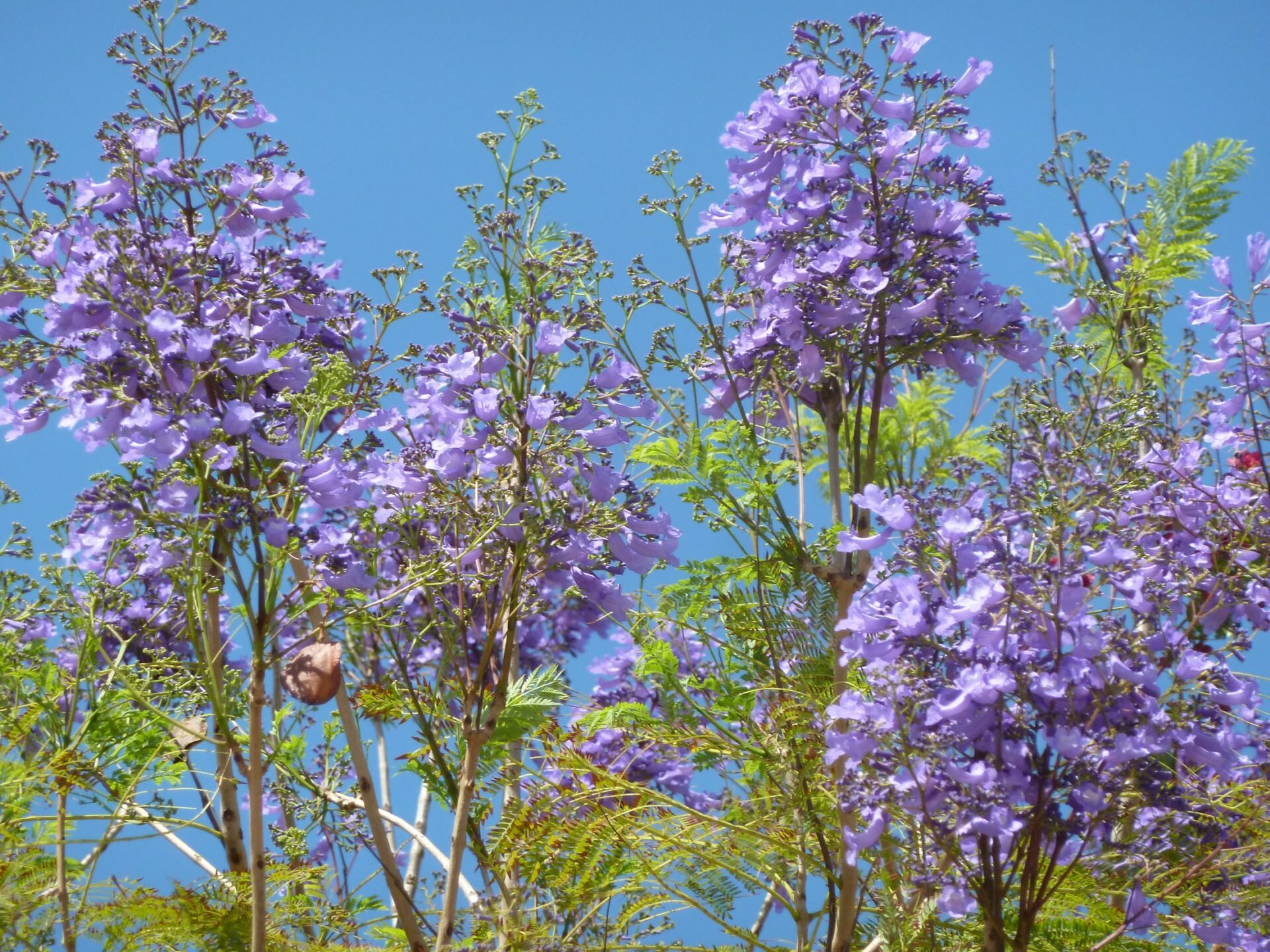 Jacaranda Tree Sanibel Moorings