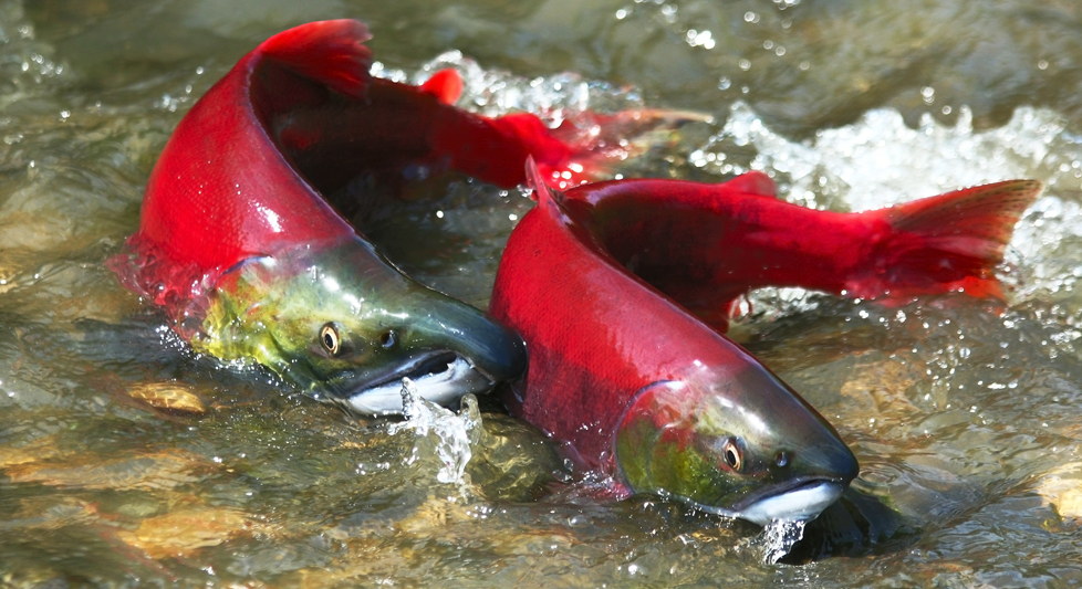 13 What is a Salmon Fish? Smrt English
